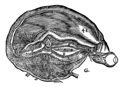 Rene Descartes Diagram of the Human Brain and Eye by Unbekannt