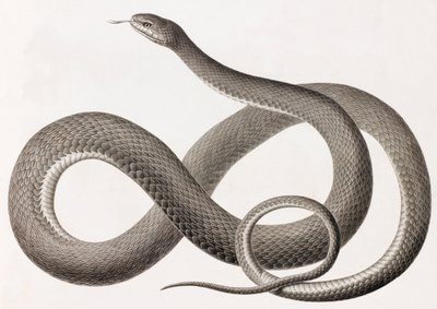 Reptiles: A Close-Up Image of an Illustration of a Snake by Unbekannt