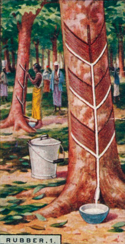 Rubber, Tapping the Trees, Ceylon by Unbekannt