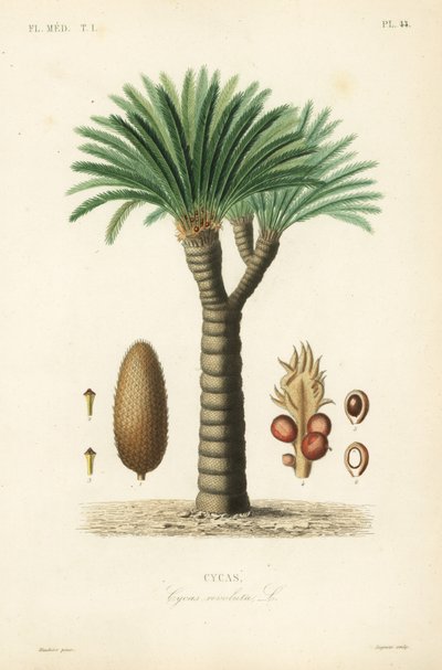 Sago palm, king sago, sago cycad or Japanese sago palm, Cycas revoluta by Unbekannt