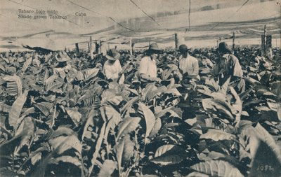 Shade grown Tobacco - Cuba by Unbekannt