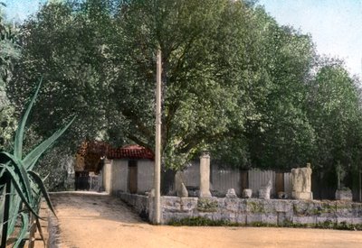 Terebinth Tree, Hammam Meskoutine, Algeria by Unbekannt