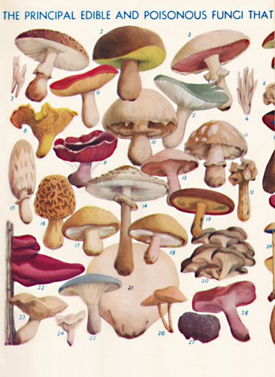 The Principal Edible and Poisonous Fungi In The British Isles by Unbekannt