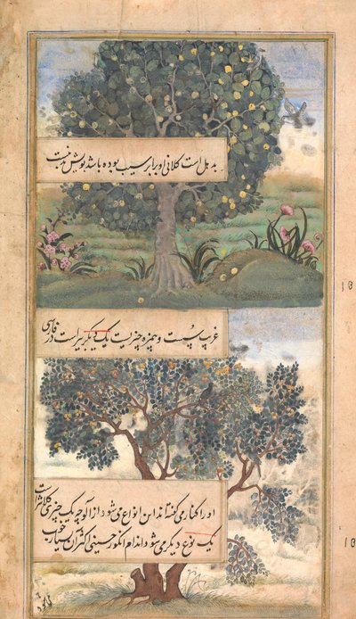 Three Trees of India, Folio from a Baburnama, Autobiography of Babur, Late 16th Century by Unbekannt