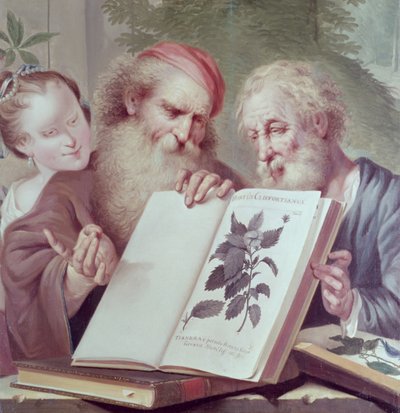 Illustration from Hortus Cliffortianus by Carl Linnaeus by Unbekannt Unbekannt