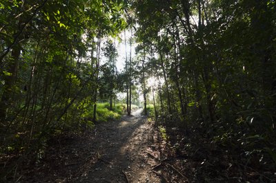 Path in the jungle by Camp Leaky, Tanjung Puting National Park, Central Kalimantan, Borneo, Indonesia by Unbekannt Unbekannt