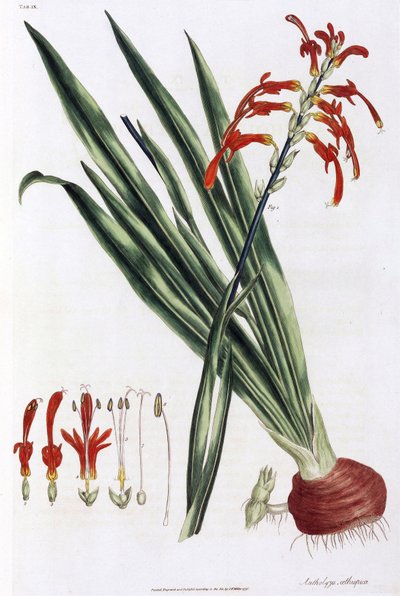 African corn lily (Mais a lys d