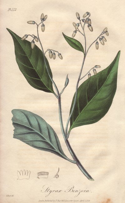 Alibouffier or styrax (Styrax benzoin) - Strong water by William Clarke to illustrate Medical Botanical, Description of the Medicinal Plants of London, Edinburgh, and Dublin by John Stephenson and James Morss Churchill by Unbekannter Künstler