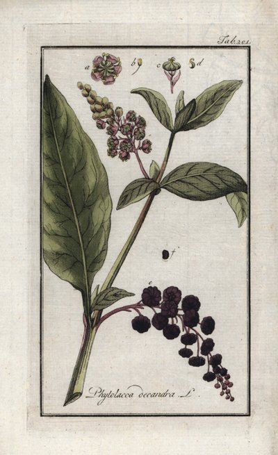 American Grape or Spinard of Cayenne or India (Phytolacca decandra). Lithograph from 