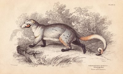 American Paradoxide, Paradoxurus dubius. From a Specimen in Philadelphia Museum by Unbekannter Künstler
