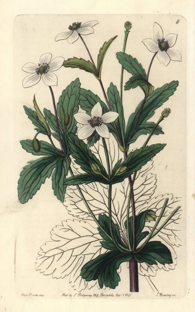 Anemone des rives - Rill anemone, Anemone rivularis. Handcoloured copperplate engraving by George Barclay after an illustration by Miss Sarah Drake from Edwards