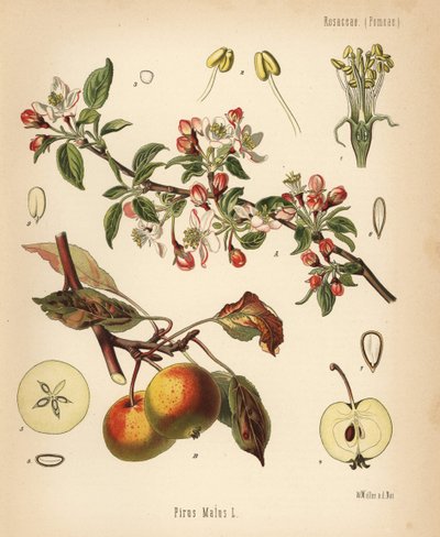 Apple Tree, Malus Domestica by Unbekannter Künstler