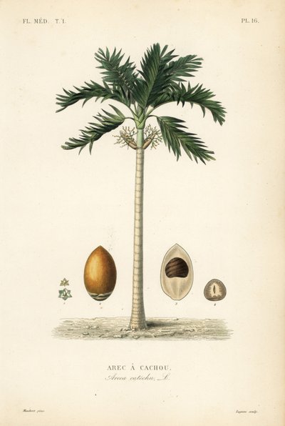 Areca nut palm tree by Unbekannt