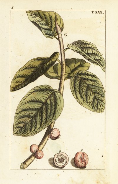 Banyan fig branch with fruit, Ficus benghalensis by Unbekannter Künstler