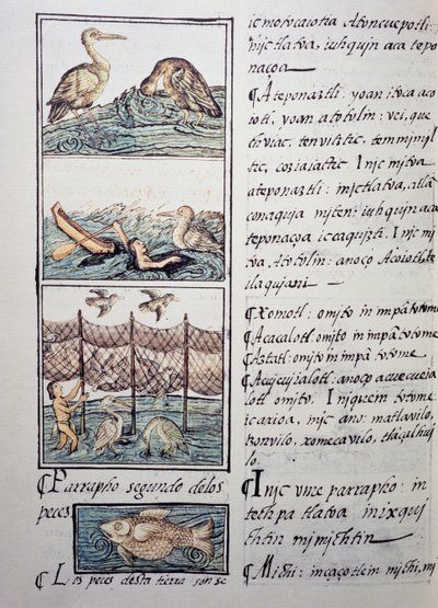 Bird hunting of the lake, page from the Florentine Codex, bilingual version in Spanish and Nahuatl, General History of the Things of New Spain, by the Spanish missionary Fray Bernardino de Sahagun (1499-1590) by Benjamin Baud