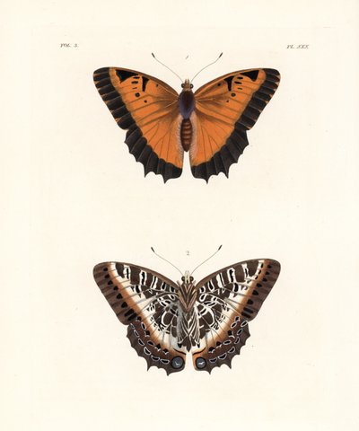 Black-bordered charaxes, upper side and under side by Unbekannter Künstler
