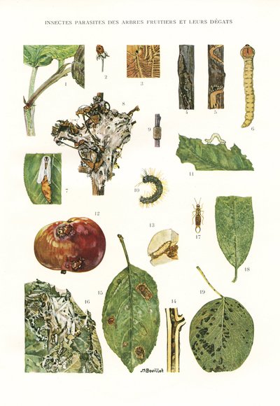 Botanical Board: Fruit Tree Parasites by Unbekannt