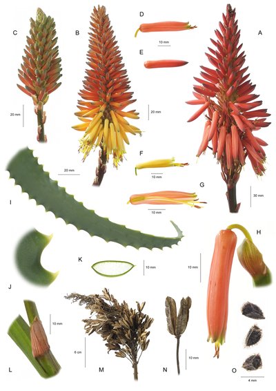 Botanical board / Aloe Arborescens / Aloe Arborescent by Unbekannt