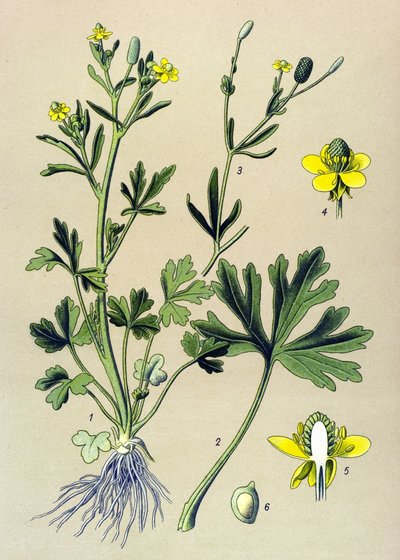 Botanical Board, Toxic Plant: Buttercup Scelerate or Celery Leaf Buttercup (Ranunculus sceleratus) by Unbekannter Künstler