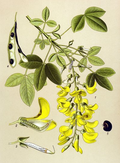 Botanical Board, Plant: Common Cytitis or False Ebene (Cytisus Laburnum) by Unbekannter Künstler
