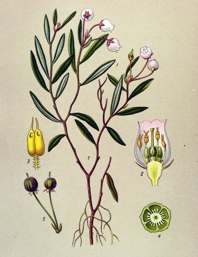 Botanical Board, Toxic Plant: Andromede with Polium Leaves (Andromeda polifolia) by Unbekannter Künstler