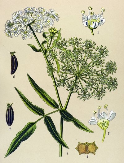 Botanical Board, Poisonous Plant: Great Berle (Sium latifolium) by Unbekannter Künstler