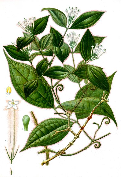 Strychnos toxifera, Curare by Unbekannt