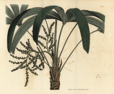 Broadleaf lady palm by Unbekannt
