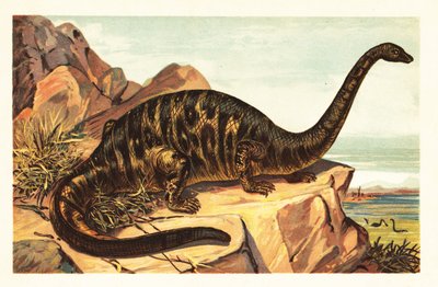 Brontosaurus Excelsus, Extinct Species of Gigantic Quadruped by Unbekannter Künstler