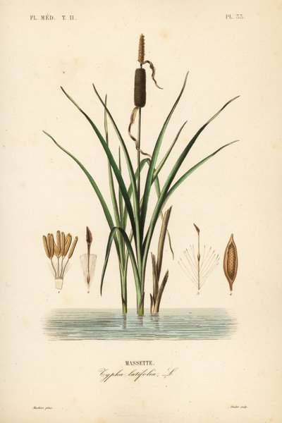 Bulrush or broadleaf cattail by Unbekannt