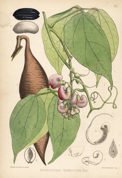Calabar bean or ordeal bean. Physostigma venenosum by Unbekannter Künstler