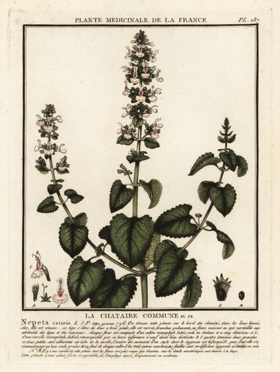Catnip, Nepeta Cataria by Unbekannter Künstler