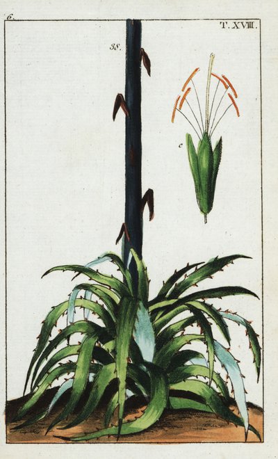 Century Plant, Agave Americana by Unbekannter Künstler