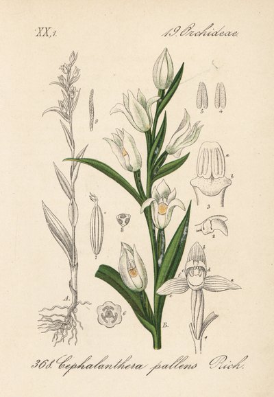 Cephalanthere Has Epe or Long-leaved - Sword-leaved Helleborine, Cephalanthera longifolia (Cephalanthera pallens). Handcoloured lithograph from Diederich von Schlechtendal