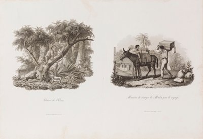 Hunt of the Eleven, from the Brasiliana Iconographic Collection by Unbekannter Künstler