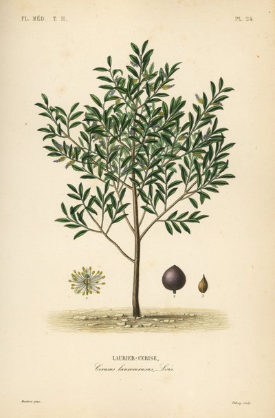 Cherry laurel or English laurel tree by Unbekannt