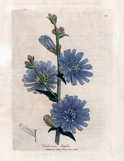 Chicory Bitere (Cichorium intybus). Lithograph from 