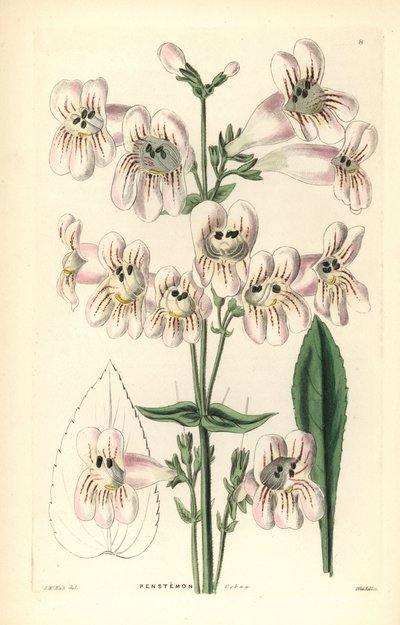 Cobaea-flowered penstemon by Unbekannter Künstler