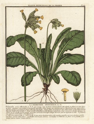 Common cowslip by Unbekannter Künstler