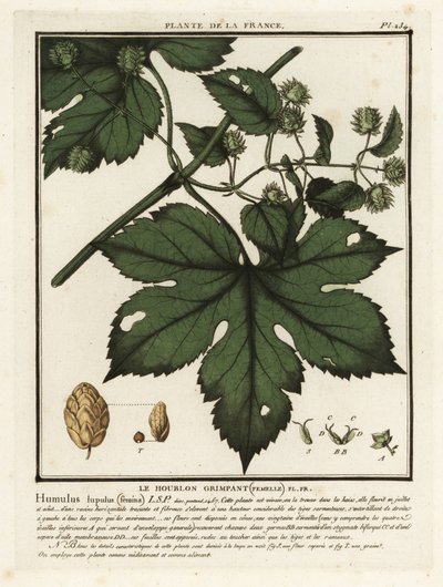 Common hops, Humulus lupulus by Unbekannter Künstler