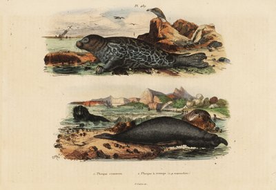 Common Seal and Northern Elephant Seal by Unbekannt