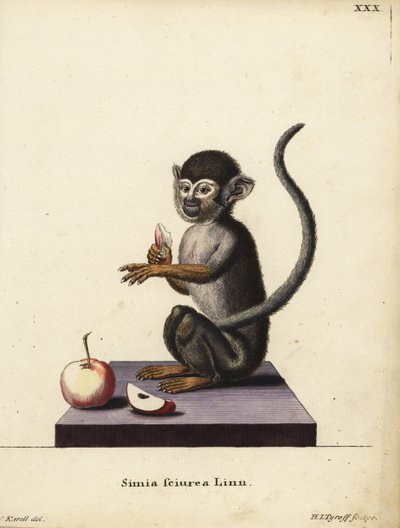 Common Squirrel Monkey, Saimiri sciureus. Simia sciurea Linn. Handcoloured copperplate engraving by Hermann Jakob Tyroff after an illustration by Joseph Karell from Johann Christian Daniel Schreber