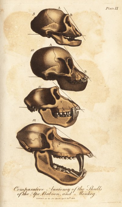 Comparative Anatomy of the Skulls of the Ape, Baboon and Monkey by Unbekannter Künstler
