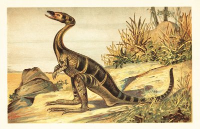Compsognathus longipes, Extinct Small, Carnivorous Theropod (lithograph) by Unbekannter Künstler
