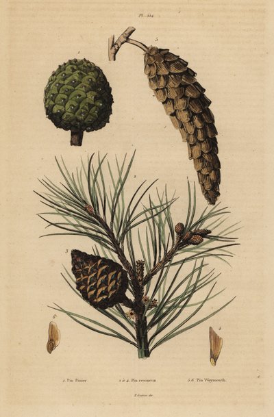 Cones of stone pine, red pine, and Weymouth pine by Unbekannt