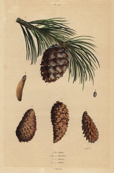 Cones of the creeping pine, Aleppo pine, pitch pine, and Swiss pine by Unbekannt