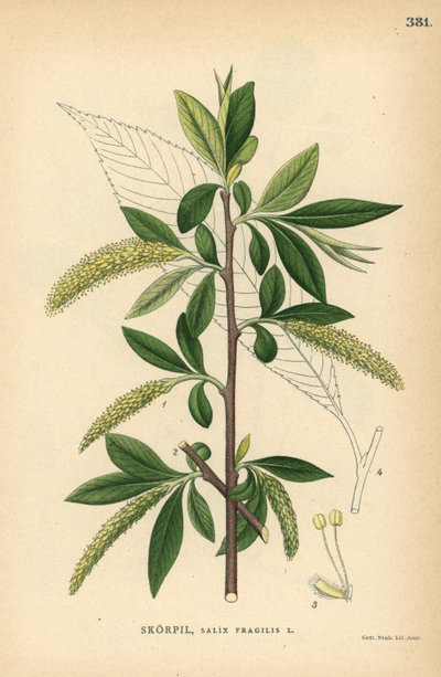 Crack Willow Tree, Salix Fragilis by Unbekannter Künstler