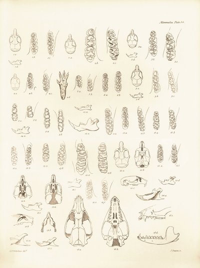 Cranes and teeth of various kinds of rodents described by Charles Darwin during his exploration trip aboard the Beagle. Plate from The Zoology of the voyage of H.M.S. Beagle under the command of Captain Fitzroy during the years 1832 to 1836 by Unbekannter Künstler