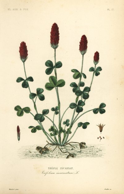 Crimson clover or Italian clover, Trifolium incarnatum by Unbekannt