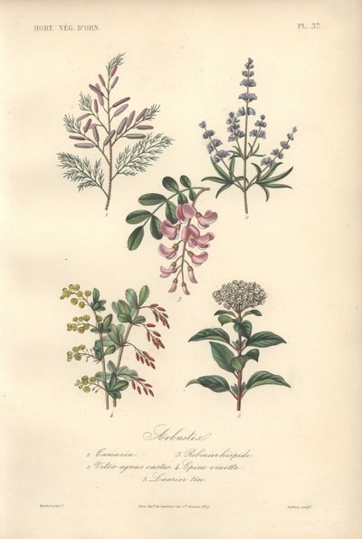 Decorative Botanical Print with Tamarind, Locust Tree, Chaste Tree, Barberry and Viburnum by Unbekannter Künstler